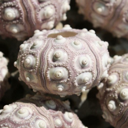 Sputnik sea urchin pack of - sea, |