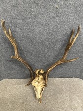 Fallow Buck Deer Skull