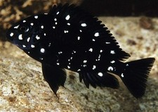 group of 4 tropheus duboisi