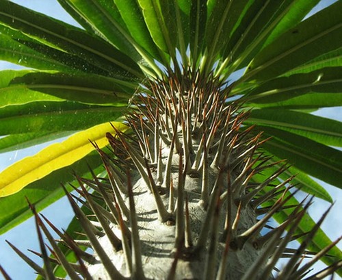 Pachypodium lamerei 10 seeds - lamerei,