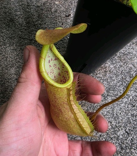 Nepenthes pitcher - nepenthes, (louisa)