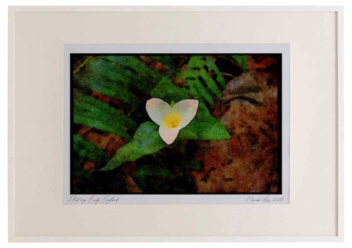 Wild flowers plants - flowers, 013127