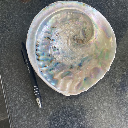 Large natural abalone shell - large,