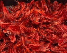 Dyed Golden Pheasant Breast