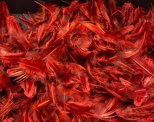 Dyed golden pheasant - golden, breast