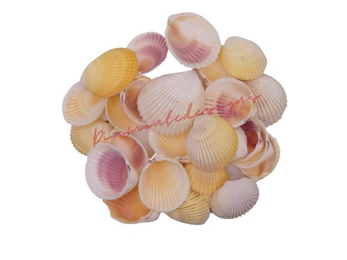 Cockle shells seashells beach - seashells,