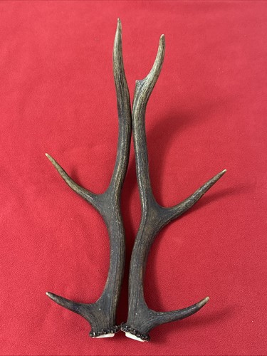 Pair red deer antlers 446g - red,