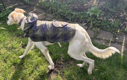 Packable tartan dog coat - dog,