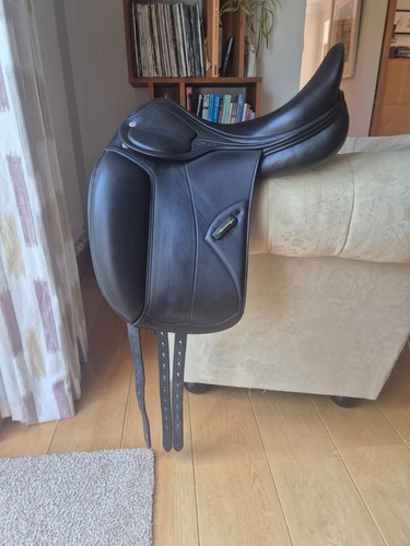 Amerigo pasubio dressage - pasubio,