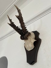 Strong Antlers of a  Roe Deer 537 Real Taxidermy mounted interior design horns