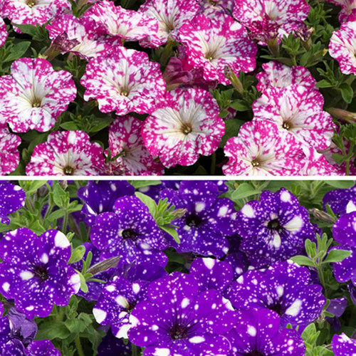 1000 mixed petunia seeds - petunia, for
