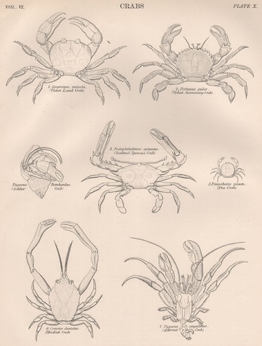 Crab violet land velvet - violet,