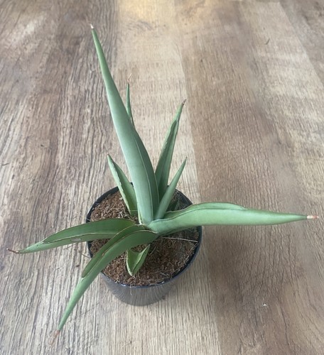 Sansevieria platinum crown - platinum, |
