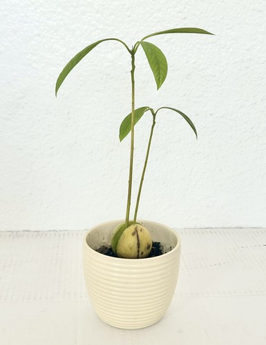 Organic double stem hass - organic,