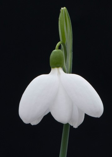 Galanthus bowles snowdrop - a,