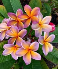 8000204 Frangipani Plumeria 1 Samen