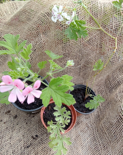 Scented pelargonium lady - x,