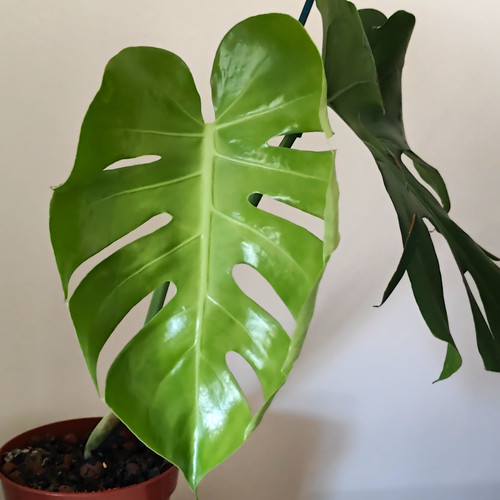 Monstera deliciosa swiss - monstera,