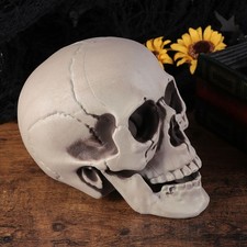 2Pcs Halloween Skulls Realistic Skull Models Human Skeleton Decor