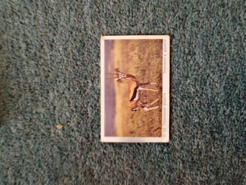Sk13 trade card dandy - card,