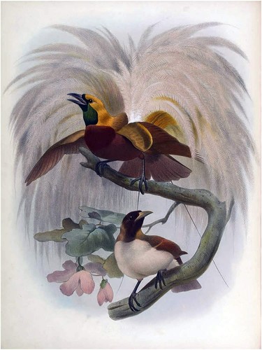 Tropical bird elliot tile - bird,