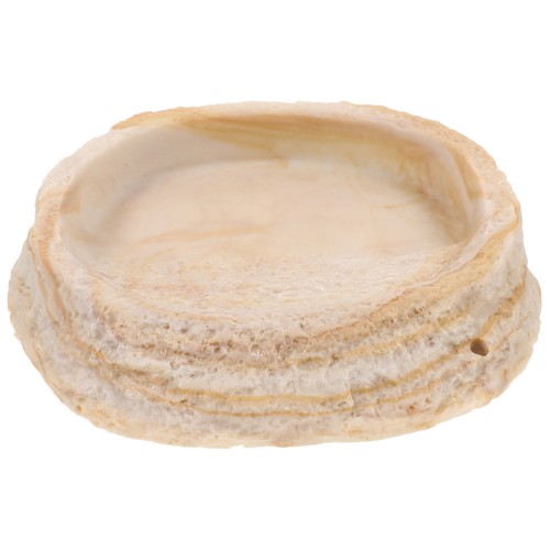 Reptile lizard food - lizard,