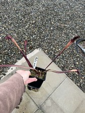 Sarracenia ‘ Black widow ‘