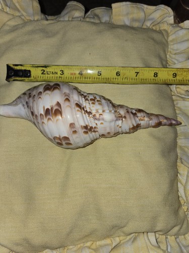 Giant tritons trumpet - tritons, snail