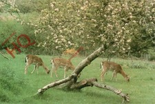 Picture Postcard::Fallow Deer, In a New Forest Orchard