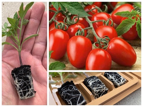 Tomato vegetable plug - tomato, plants