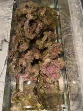 Live Rock Aquarium Marine