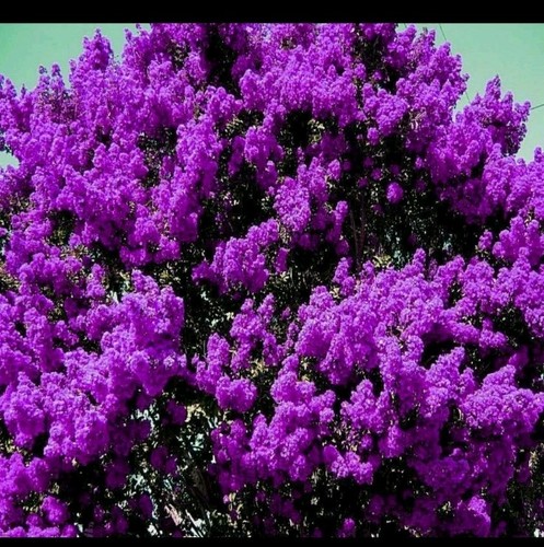 Purple crape myrtle cuttings - myrtle, 7