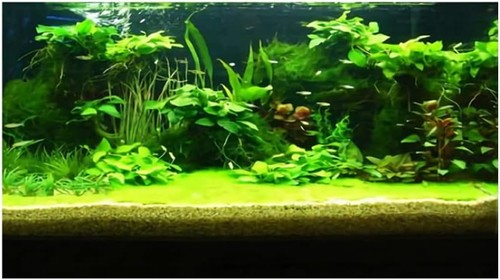 Prints aquarium underwater - aquarium,