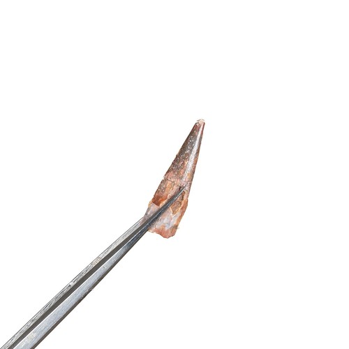 Pterosaur dinosaur tooth - dinosaur,