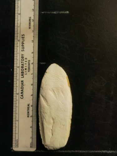 Cuttlefish calcium tropical - cuttlefish, calcium,tropical