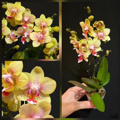 Mini phalaenopsis table - table, dance