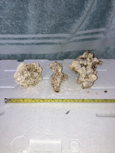 Cb4 coral reef - reef, 2x