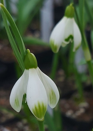 Galanthus cabaret star - cabaret,