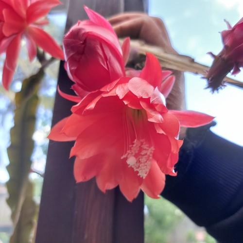 Epiphyllum ackermannii red - epiphyllum,