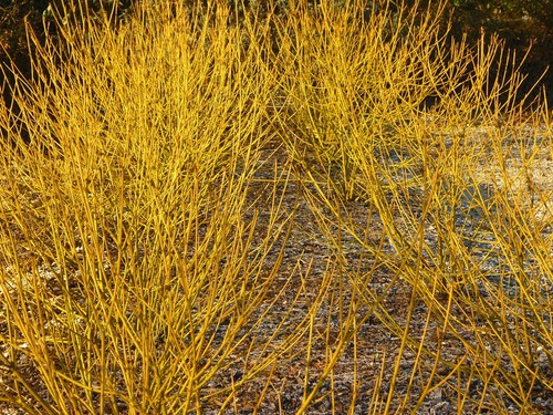 Cornus stolonifera flaviramea - cornus,