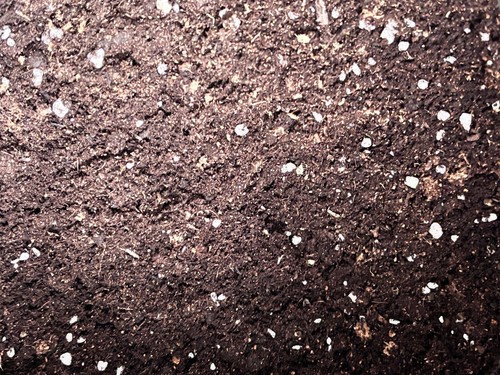 Compost mix for protea - compost,