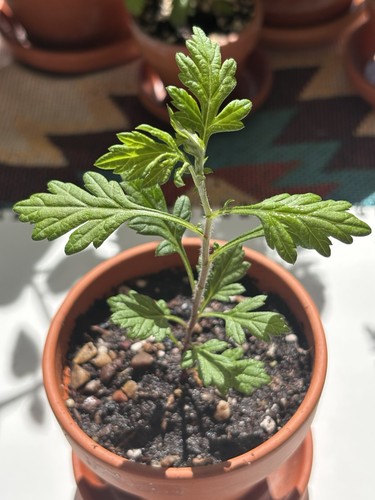 Rare japanese mugwort - in,