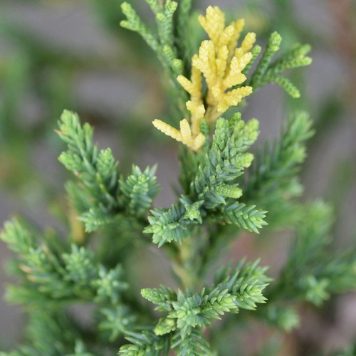 Juniperus chinensis stricta - juniperus, 'stricta'