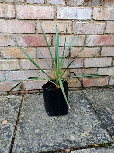 Yucca rostrata evergreen 50cm - yucca, ,evergreen