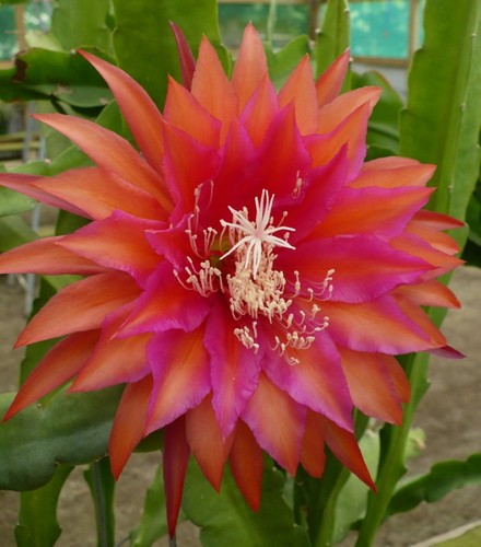 Epiphyllum kiwi classic - epiphyllum,