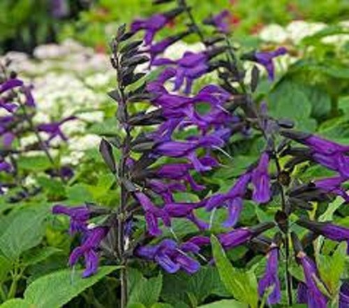 Salvia amistad hardy sage - hardy,