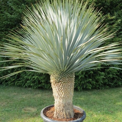 Yucca rostrata seeds - yucca,
