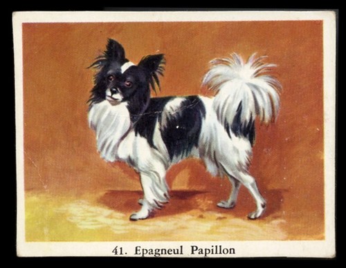 Papillon french butterfly - butterfly, toy