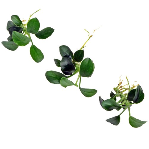 K2aqua anubias nana petite - anubias,