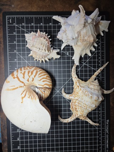 Large nautilus seashell - nautilus,